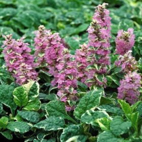 Ajuga Pink Lightning