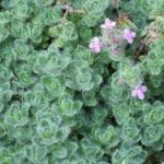 Thyme Woolly