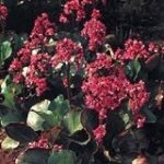 Bergenia Red Beauty