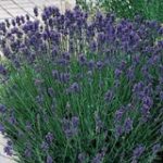 Lavendula Munstead