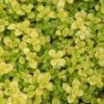 Sedum Ogon