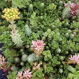 Sedum Rooftop