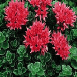 Sedum Summer Glory