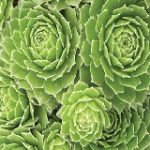 Sempervivum Green Wheel