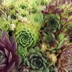 Sempervivum Mix