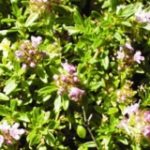 Thymus Magic Carpet