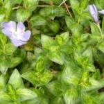 Vinca Major Maculata