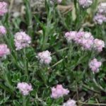 Antennaria Pink Pussytoes