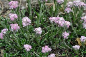 Antennaria Pink Pussytoes