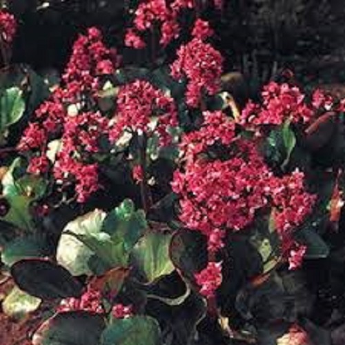 Bergenia Red Beauty1