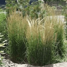 Calamagrostis Overdam