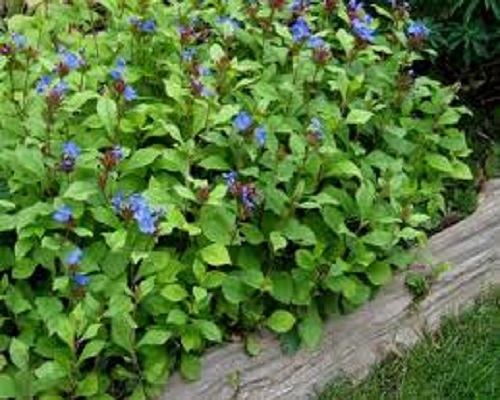 Ceratostigma Plumbago