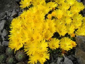 Delosperma Gold