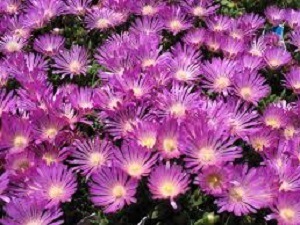 Delosperma John Proffitt