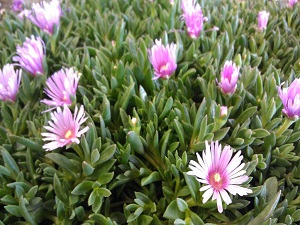 Delosperma Lavendar