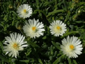 Delosperma Moonstone