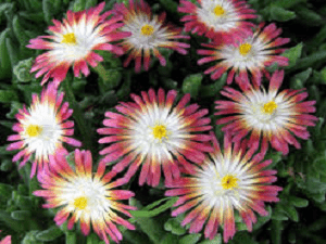 Delosperma Ruby