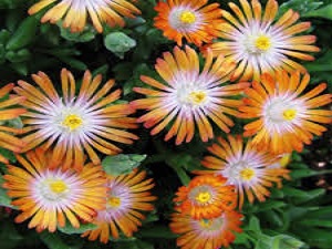 Delosperma Topaz