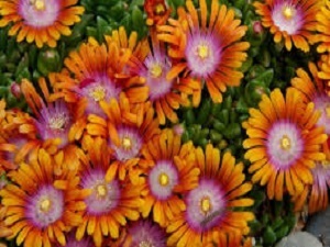 Delosperma Tricolor