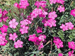 Dianthus Zing Rose