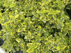 Euonymus Emerald Gold