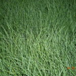 Festuca Blue Fescue