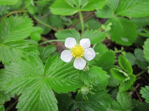 Fragaria Alexandria