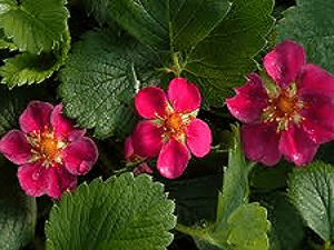 Fragaria Lipstick