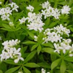 Gallium Sweet Woodruff