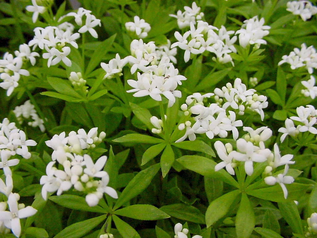 Gallium Sweet Woodruff