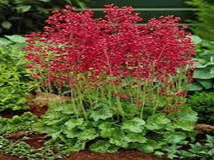 Heuchera Coral Forest