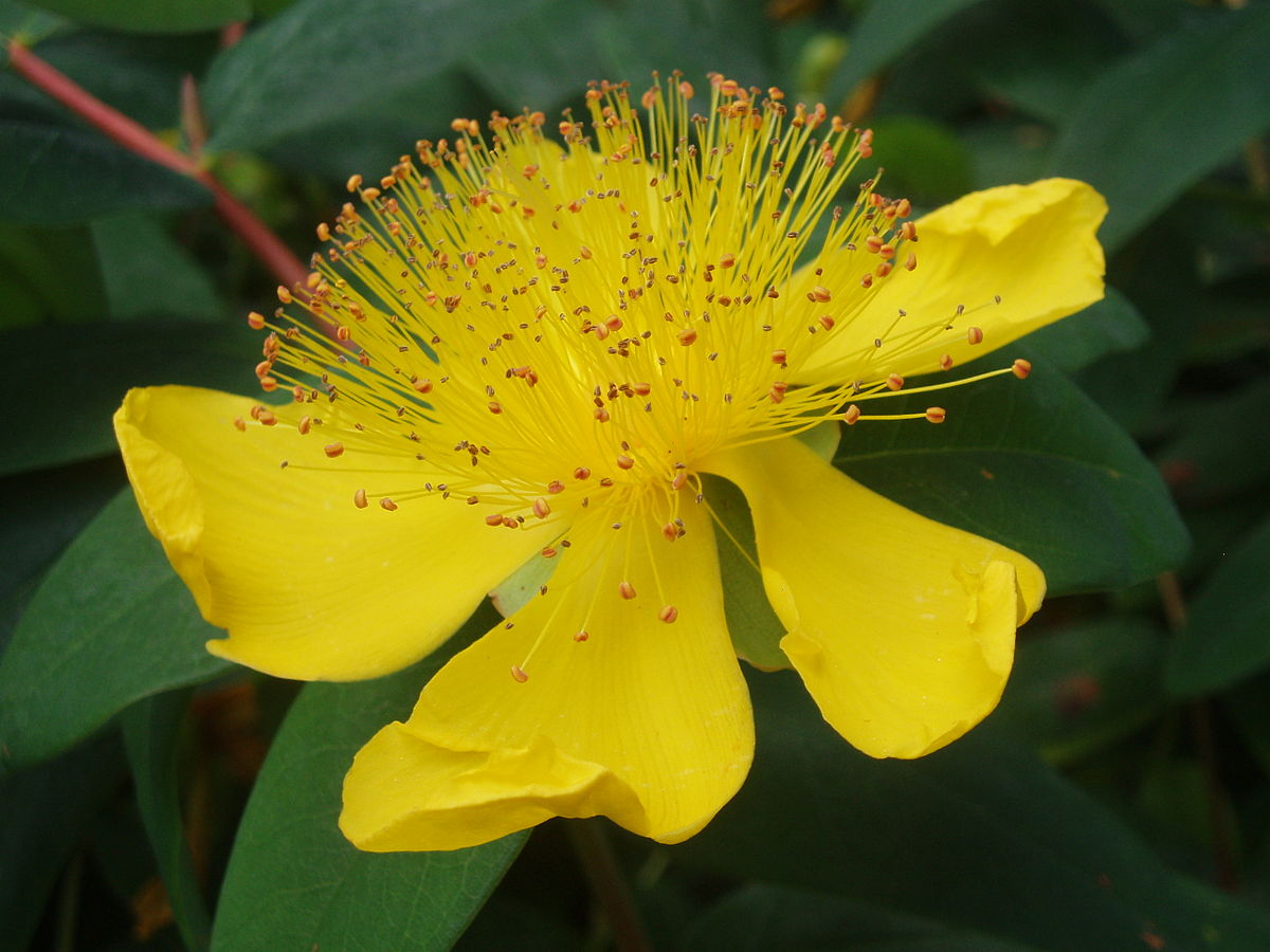 Hypericum Saint Johns Wort