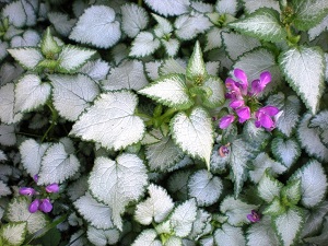 Lamium Beacon Silver