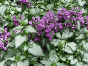 Lamium Red Nancy