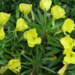 Oenothera Missouiensis