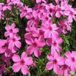 Phlox Drummon's Pink