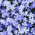 Phlox Emerald Blue