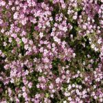 Saponaria Rock Soapwart