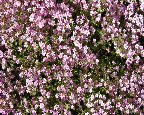 Saponaria Rock Soapwart