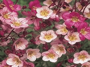 Saxifraga Highlander Rose Shades