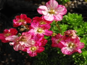 Saxifraga Mossey Species Mix