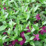 Vinca Autropurpurpea