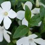 Vinca Minor Alba