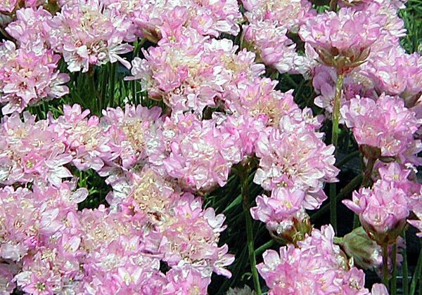 Armeria